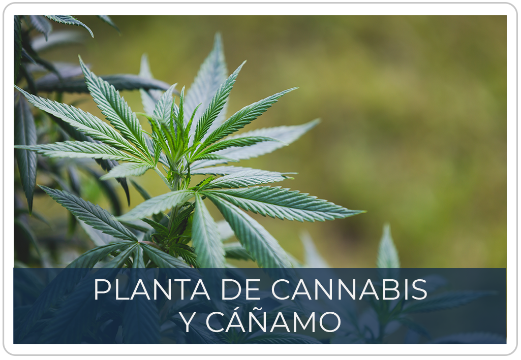 Acceso al sitio de cannabis en el portal web del Ministerio de Justicia y del Derecho